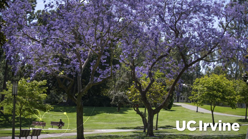 Flowering trees in Aldrich Park