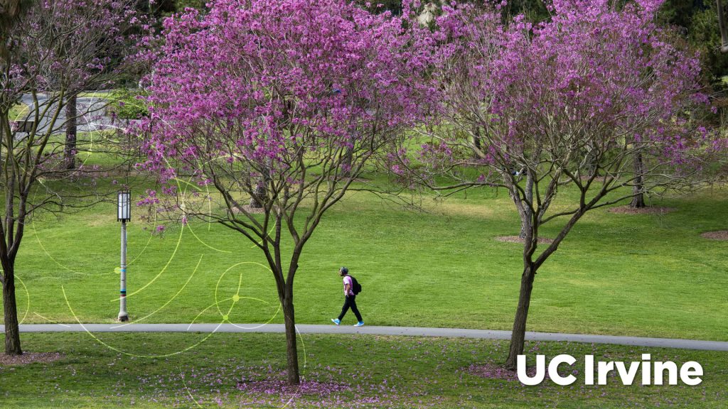 Beautiful, young flowering trees in Aldrich Park