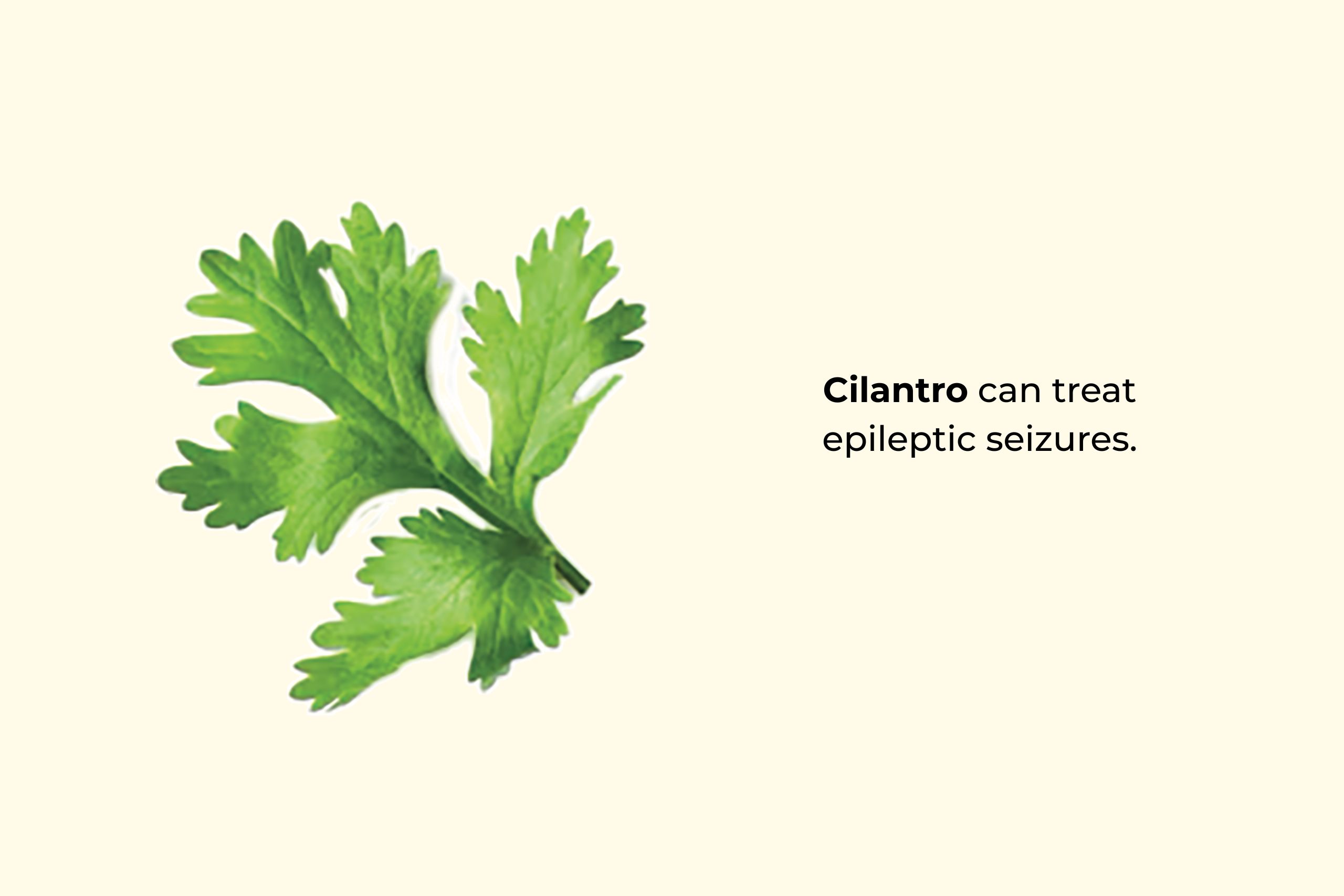 Cilantro can treat epileptic seizures.