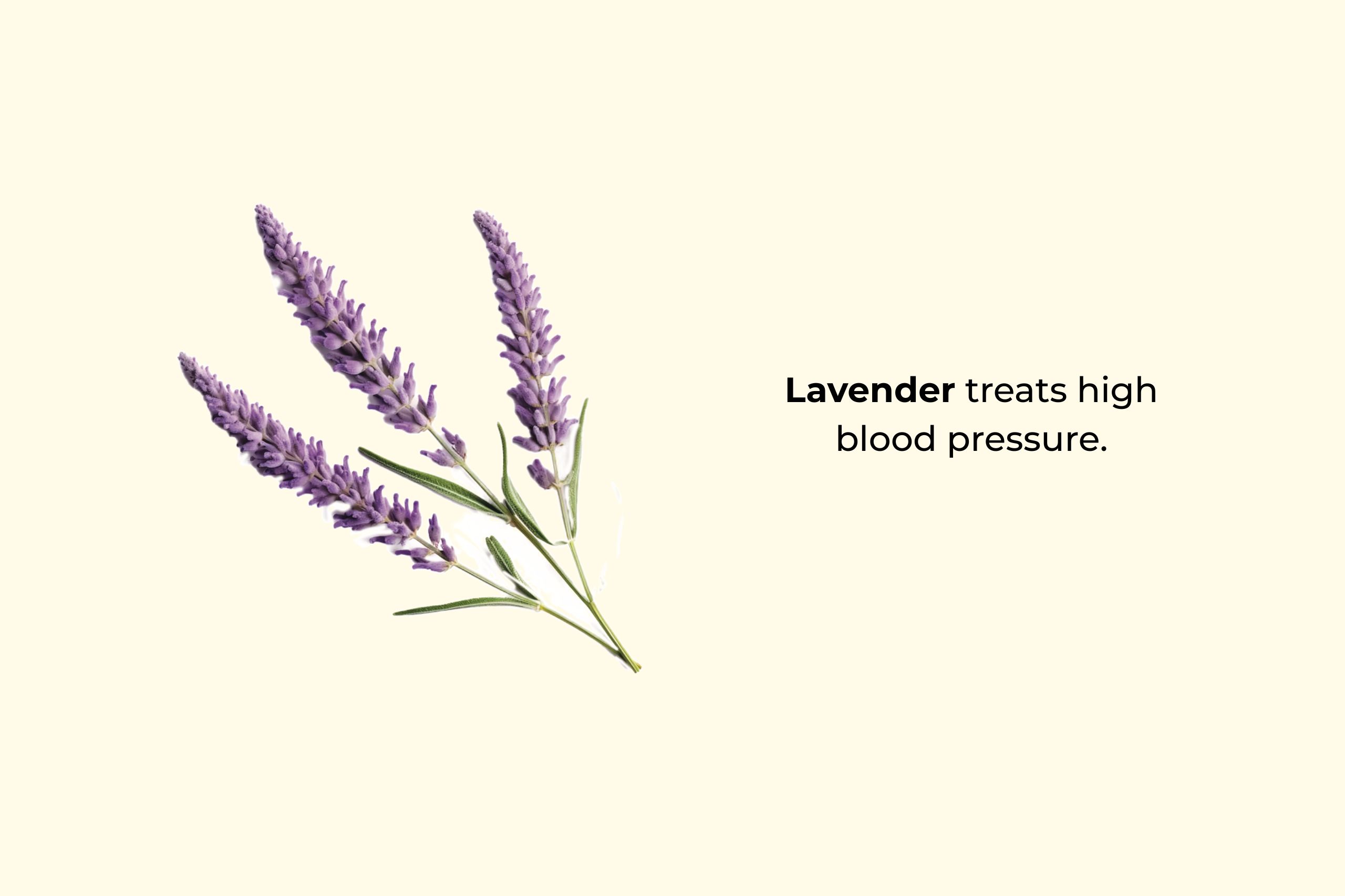 Lavender treats high blood pressure.