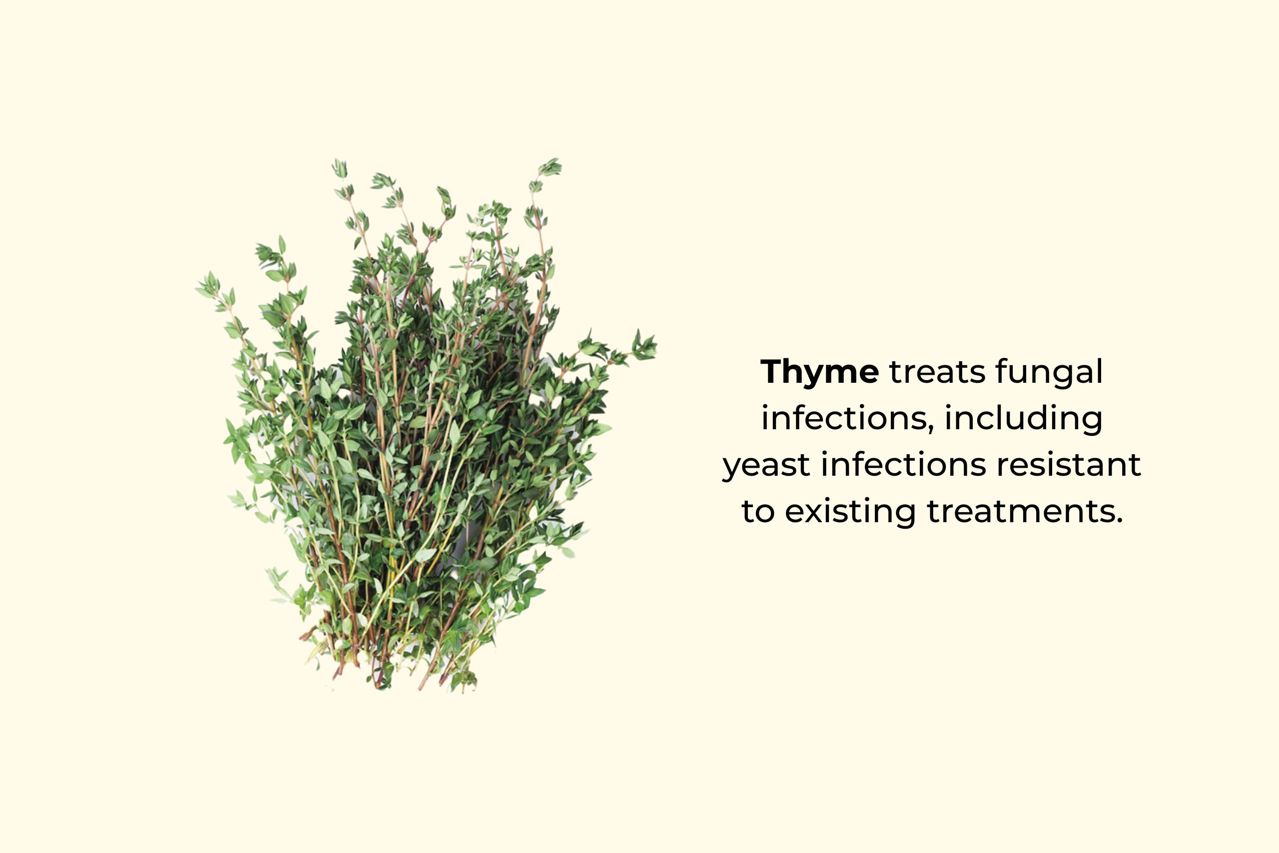 Thyme treats fungal infections, including yeast infections resistant to existing treatments.