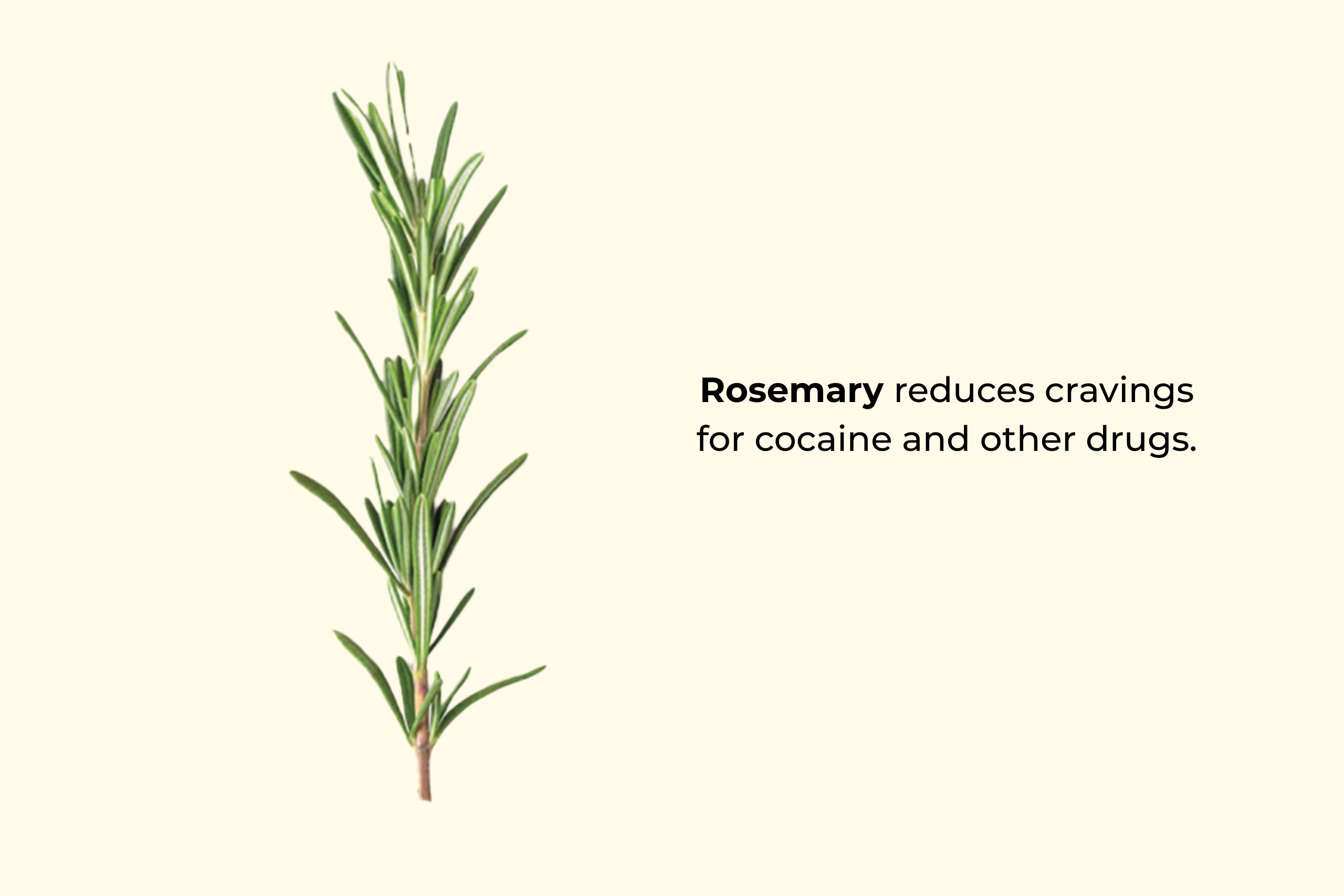 Rosemary reduces cravings for cocaine and other drugs.