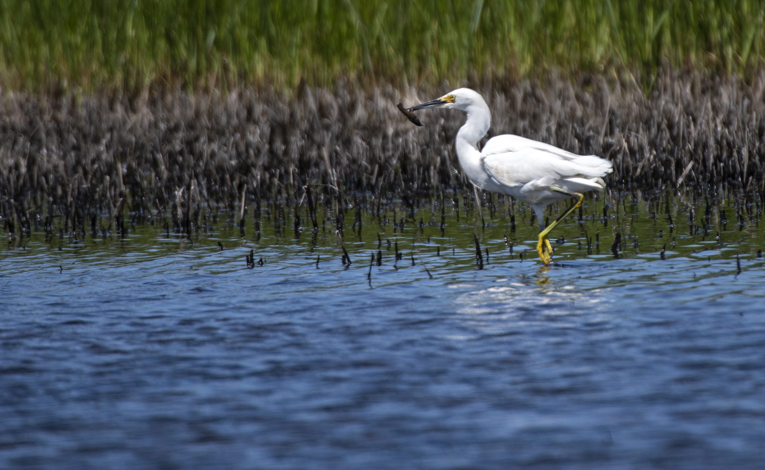 A white egret perches in the water in a marsh.