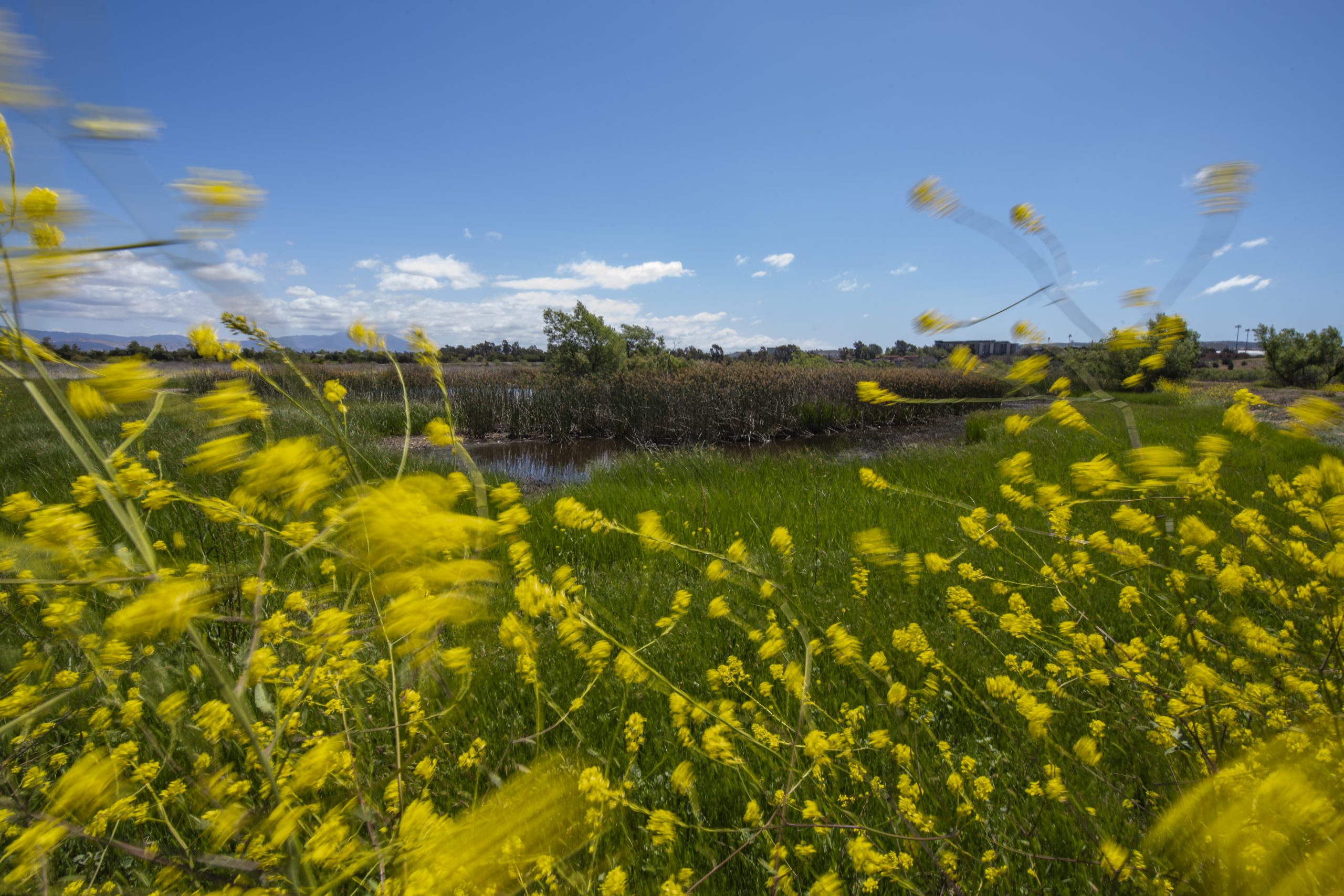 A flurry of yellow flowers dances in the wind against blue sky in a marsh.