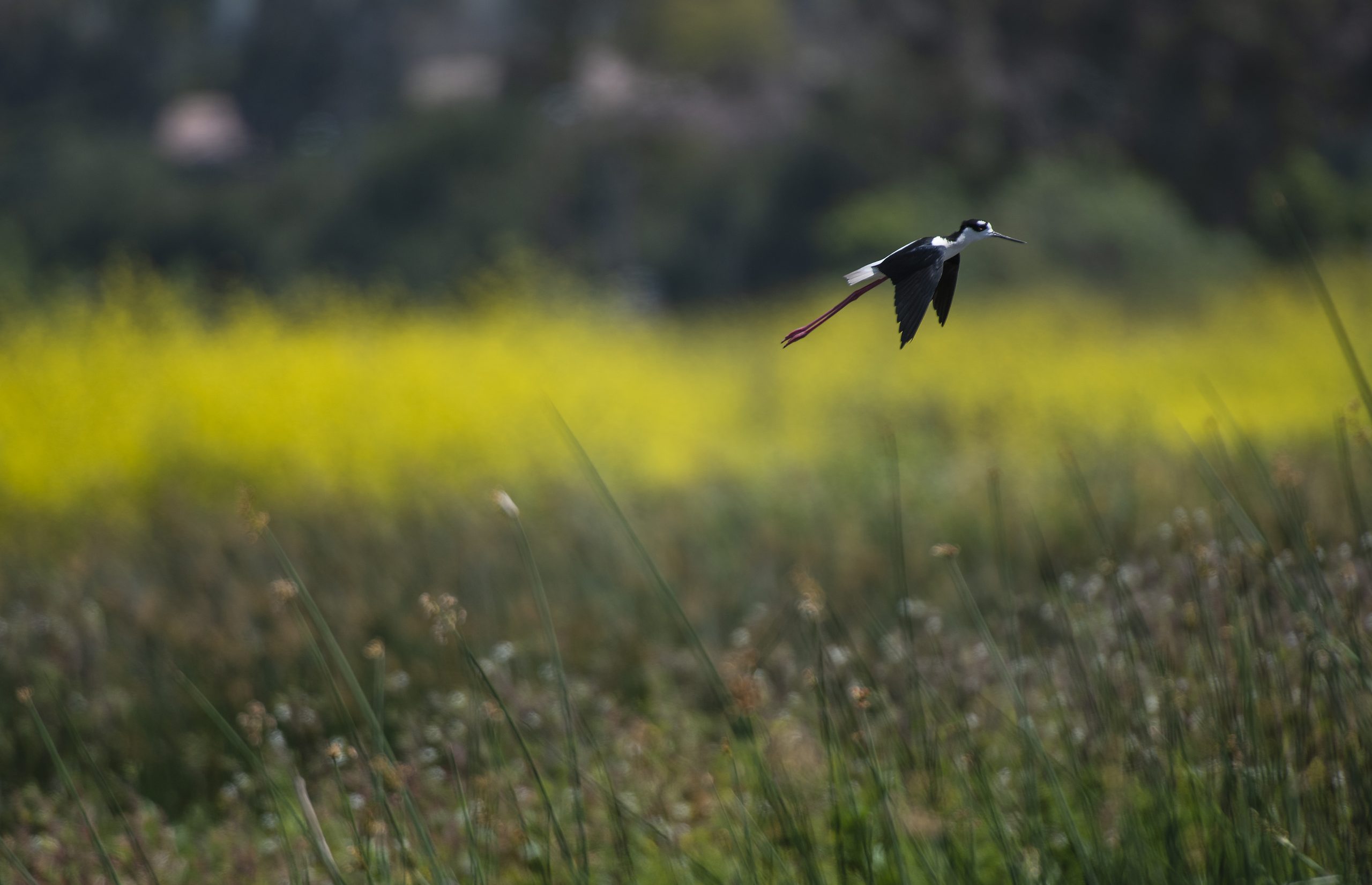 A black and white bird takes flight in a marsh.