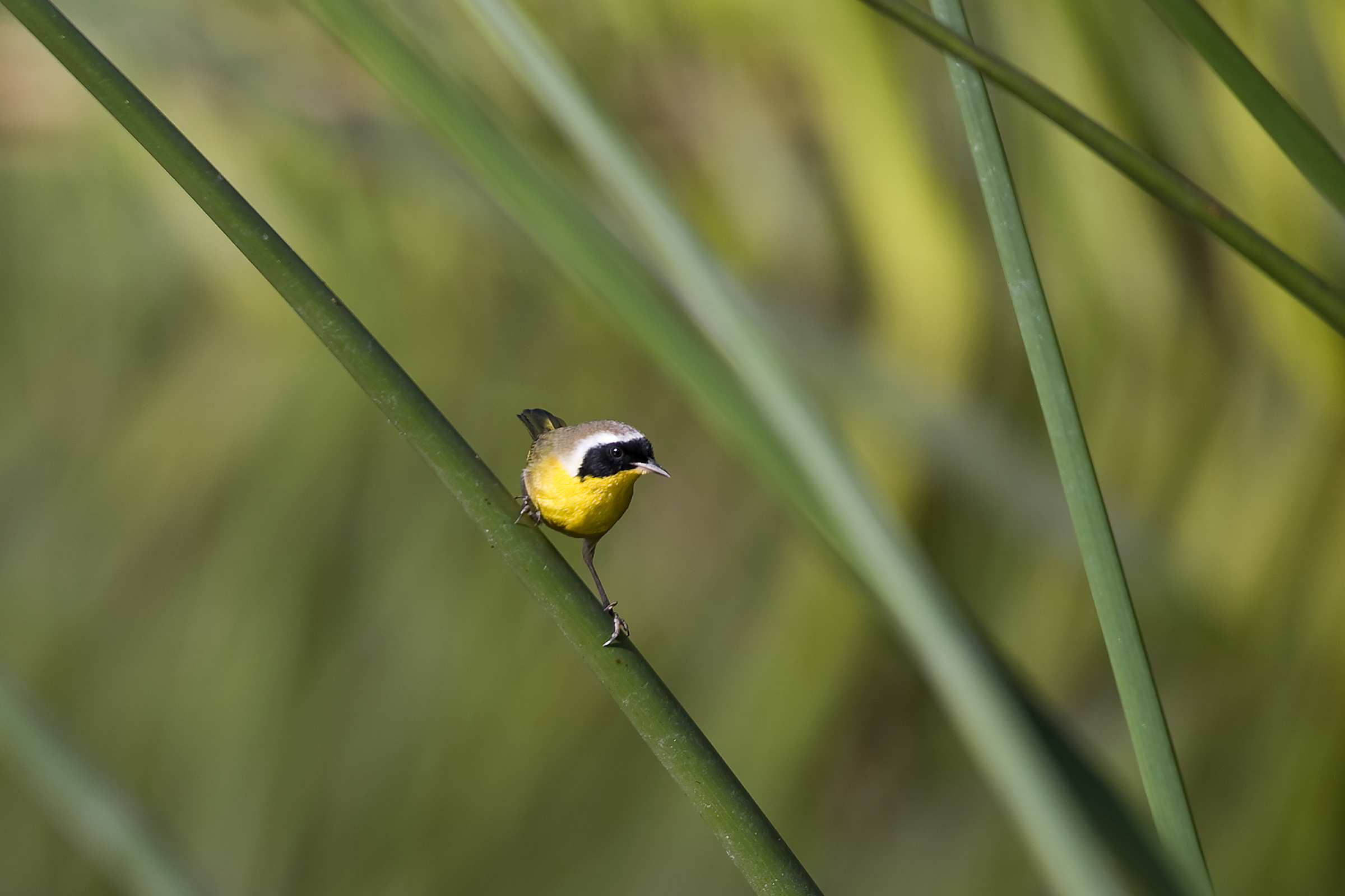 A small yellow, brown and black bird perches on a plant stem.